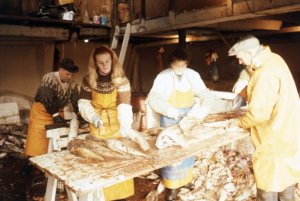 Workers Processing Fish in 1971